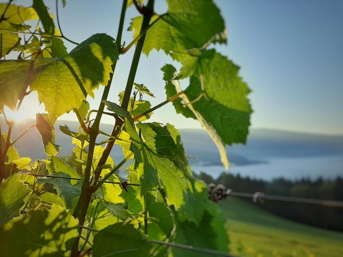 Auszeit Am Weinhof Daire Loschental Dış mekan fotoğraf