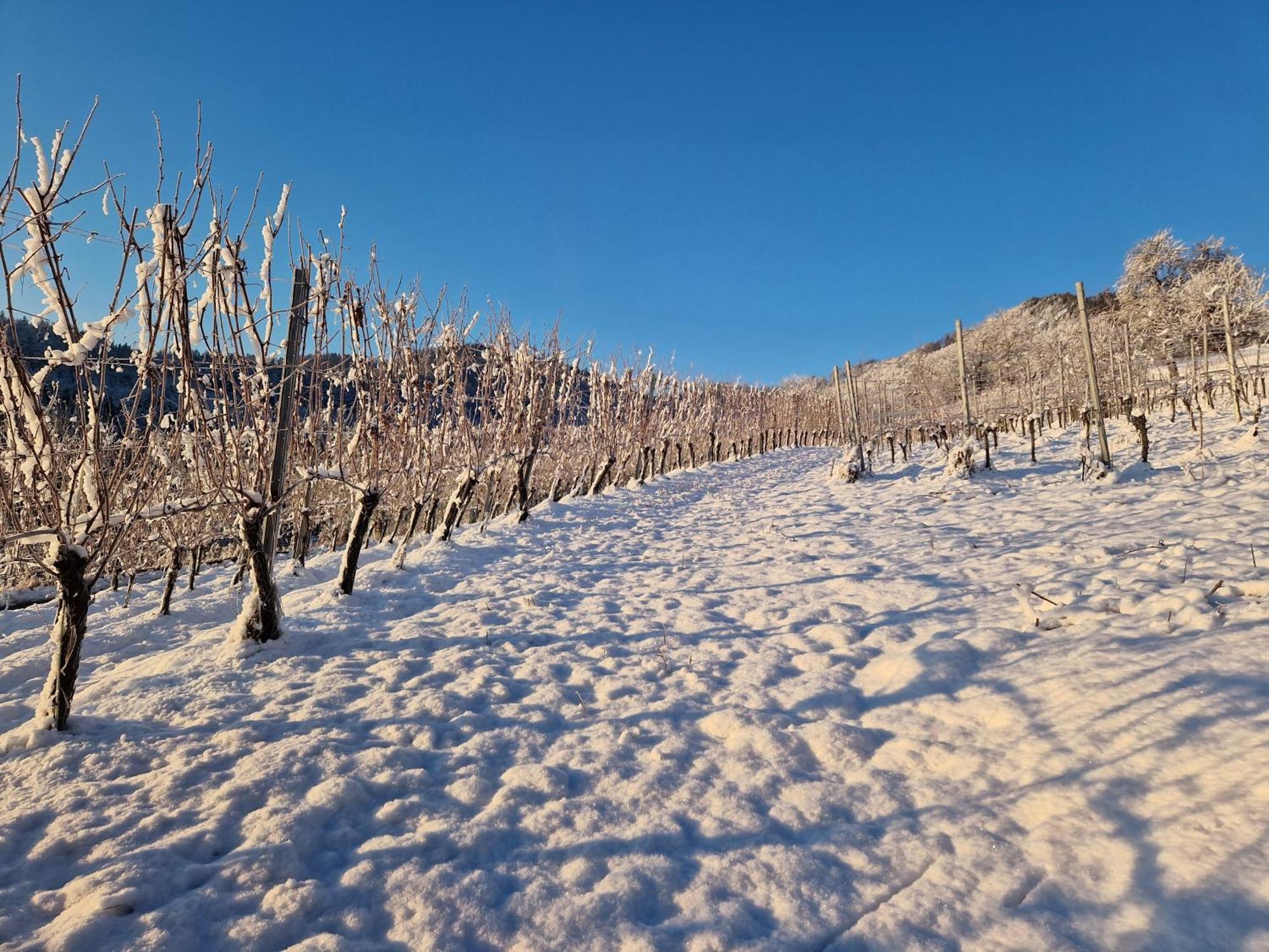 Auszeit Am Weinhof Daire Loschental Dış mekan fotoğraf