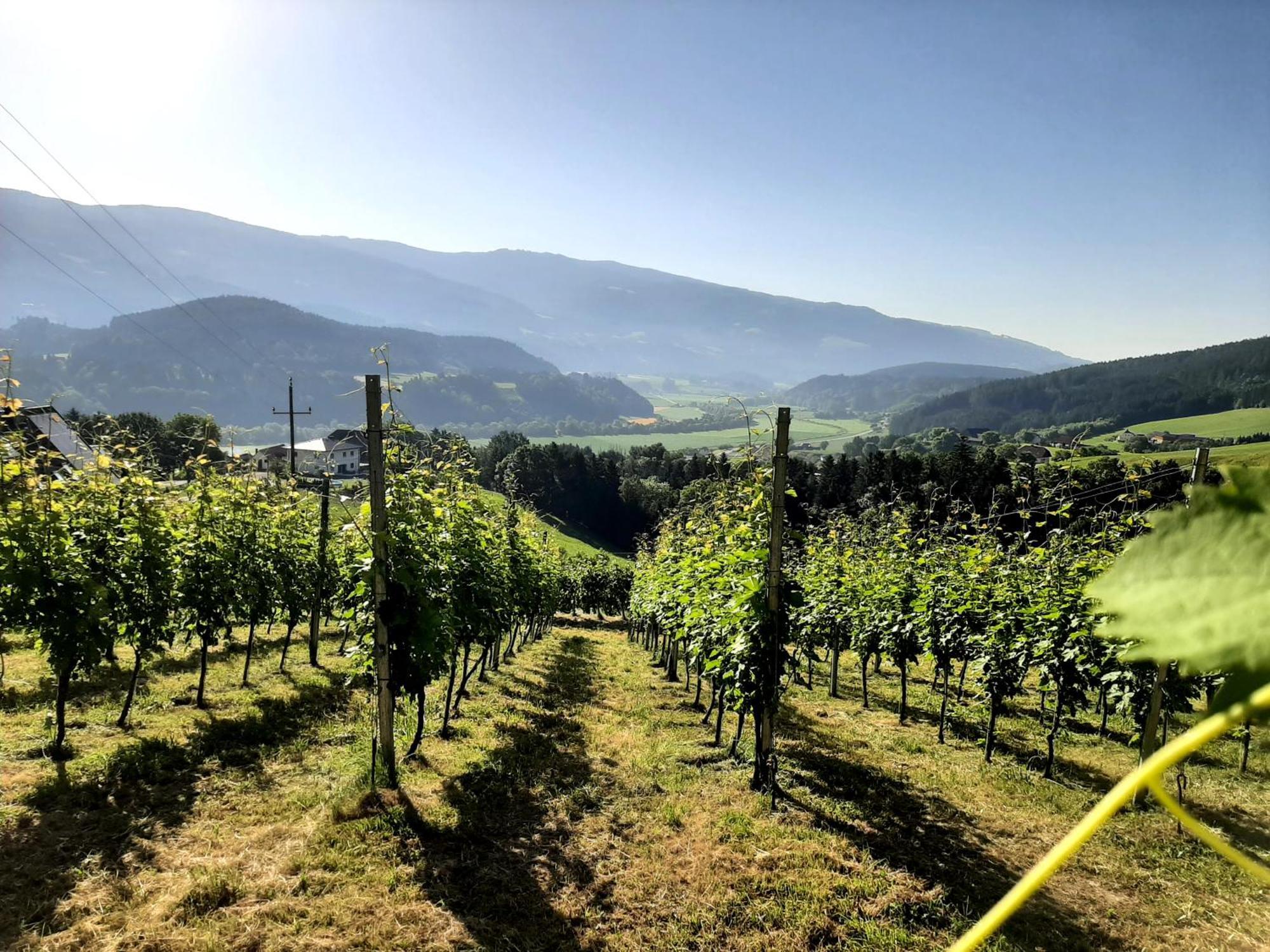 Auszeit Am Weinhof Daire Loschental Dış mekan fotoğraf